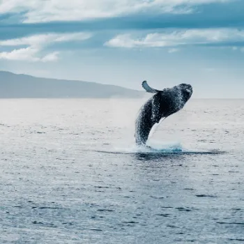 Whale watching Tour Iceland Sto Gran Tour
