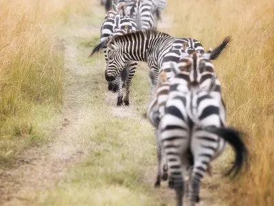 Cebras en fila por un sendero de la sabana durante la migración